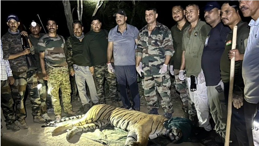कॉर्बेट के चर्चित ‘भोला’ बाघ का देर रात रेस्क्यू, घायल होने के बाद ढेला रेस्क्यू सेंटर में शुरू हुआ उपचार