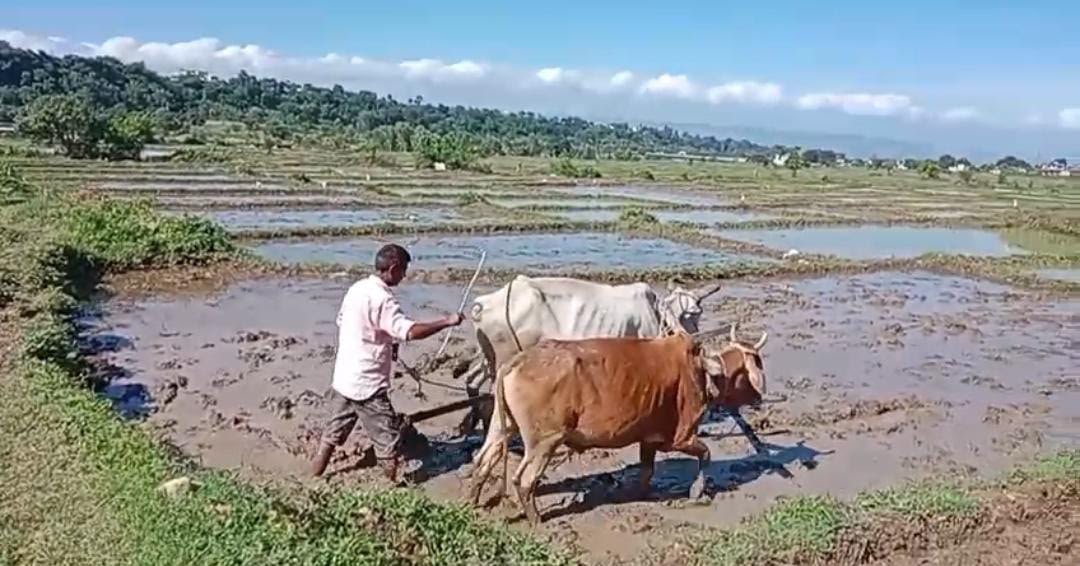 दून बासमती की खेती को मिला नया सहारा, प्रशासन और किसानों की साझेदारी लाई रंग