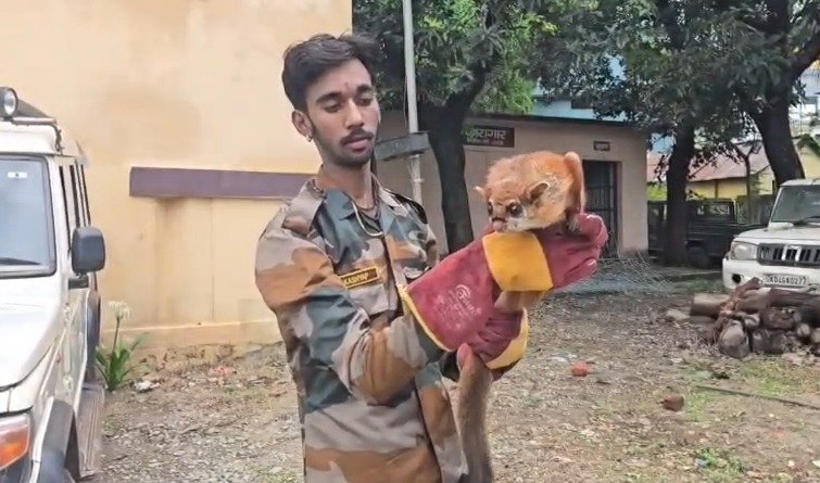 जैव विविधता के लिए शुभ संकेत, रामनगर में फिर नजर आई दुर्लभ फ्लाइंग स्क्विरल