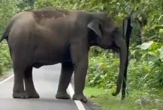 हाथियों के झुंड के बीच आक्रामक हुआ एक हाथी, सड़क का साइन बोर्ड तोड़ा