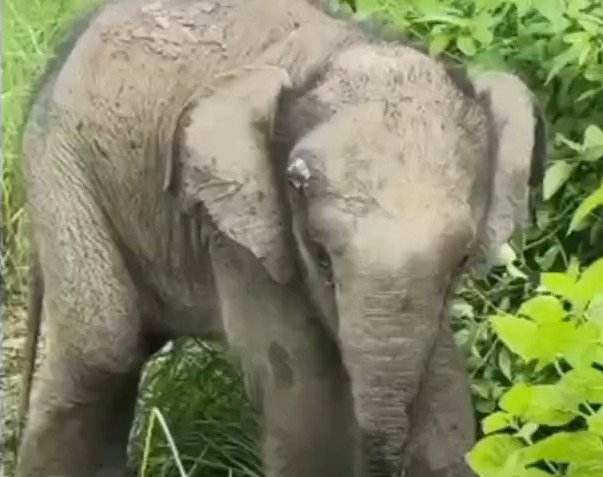कॉर्बेट में मां से बिछड़ा हाथी का शावक, वन विभाग की टीम कर रही लगातार देखभाल